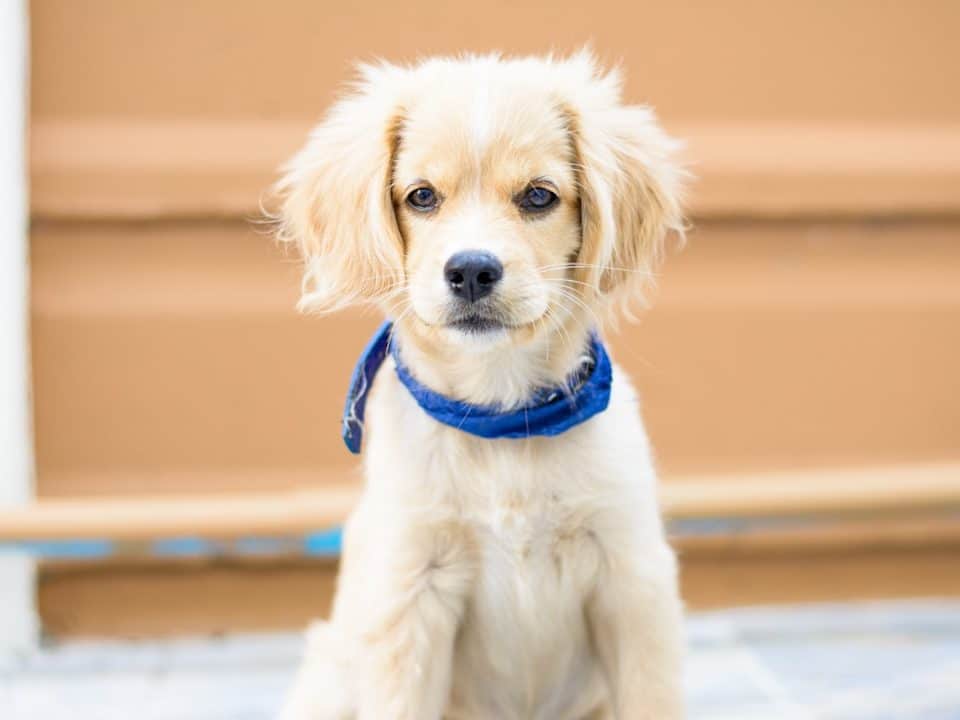 Young light-colored puppy wearing a blue bandana sits outdoors and looks at the camera.