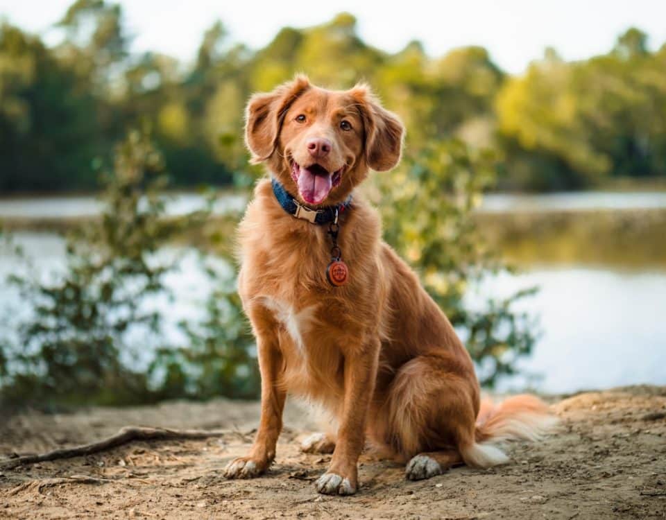 Golden retriever sitting on dirt path near a lake, wearing a blue collar and round tag, panting happily.