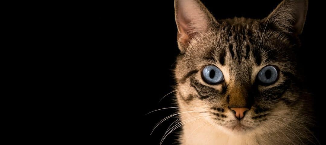 Photo best cat pet insurance