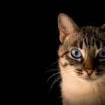 Photo best cat pet insurance