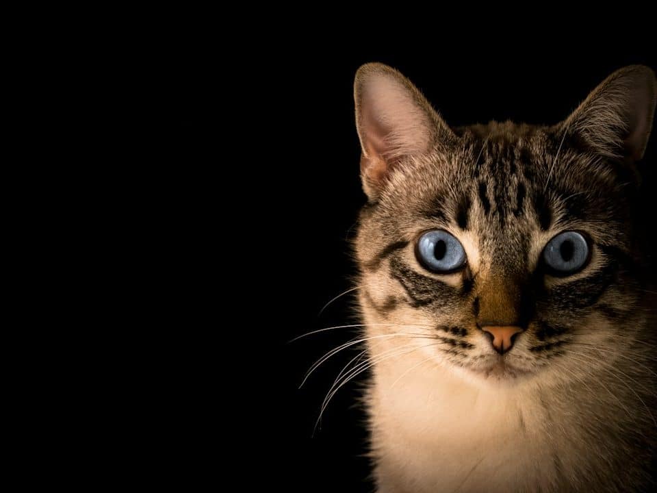 Photo best cat pet insurance