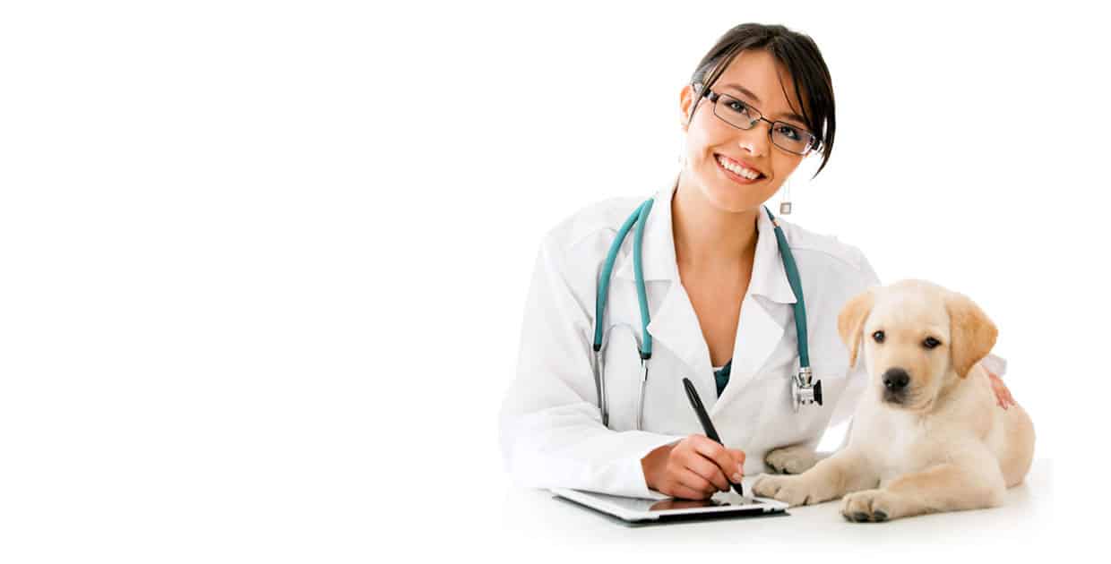 Pet Insurance Coverage For Pets In South Carolina