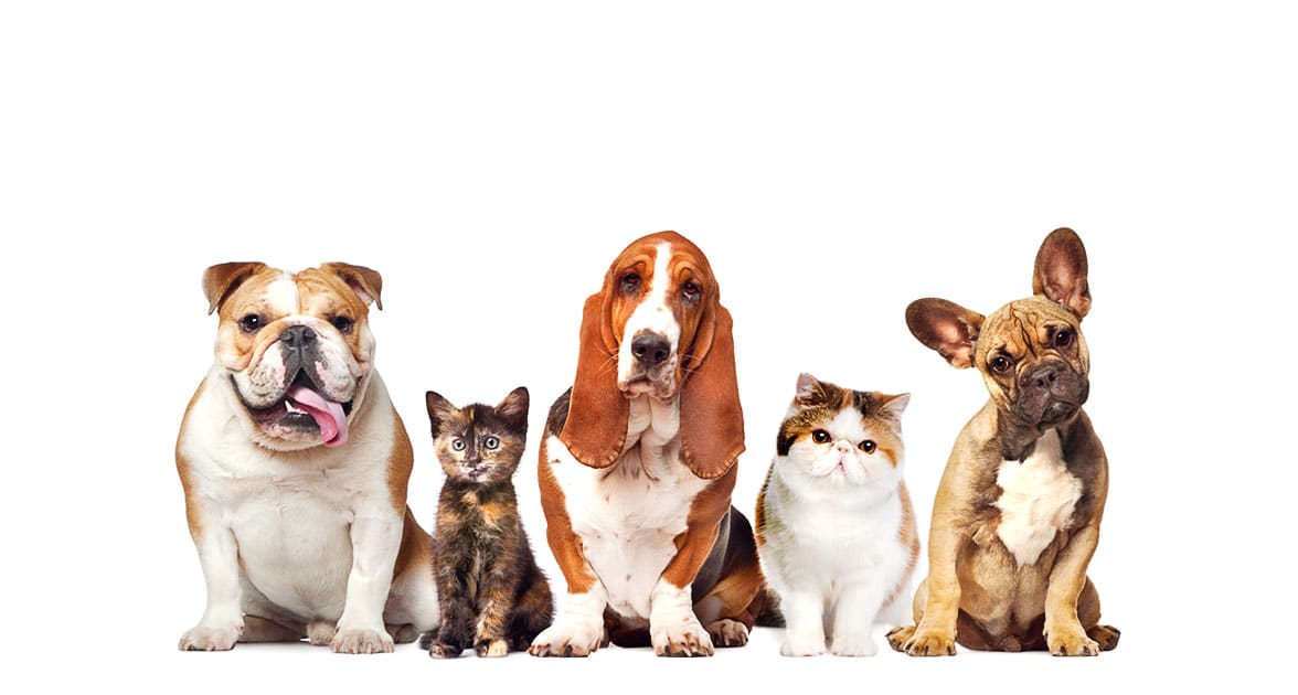 Pet Insurance Virginia Woodbridge Best Pet Boarding